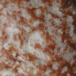 Meisterlebkuchen